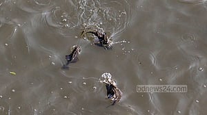 বুড়িগঙ্গায় ভুরিভুরি সাকার ফিশ