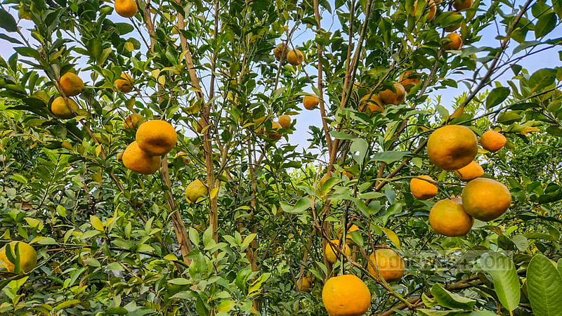 নাগপুরি কমলা, চায়না থ্রি কমলা, দার্জিলিং কমলা, পাকিস্তানি কমলা, কাশ্মিরি কেন্যু কমলাসহ ইন্ডিয়ান ম্যান্ডারিন কমলা রয়েছে আজিজুর রহমানের বাগানে।&amp;nbsp;ছবি: তারিকুল হাসান