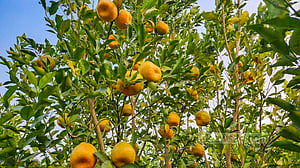 বিভিন্ন জাতের কমলা এক বাগানে