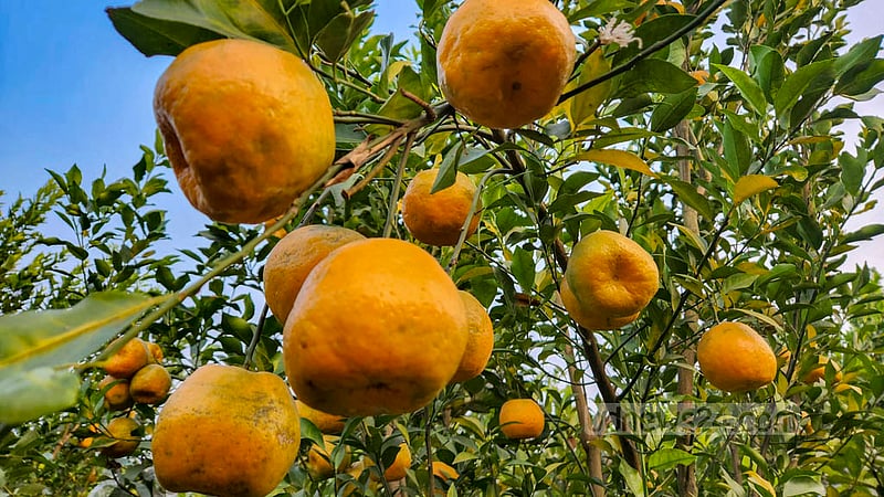 নাটোরের আজিজুর রহমানের মিশ্র ফলের বাগানে থোকায় থোকায় ঝুলছে নানা জাতের কমলা।&amp;nbsp;ছবি: তারিকুল হাসান