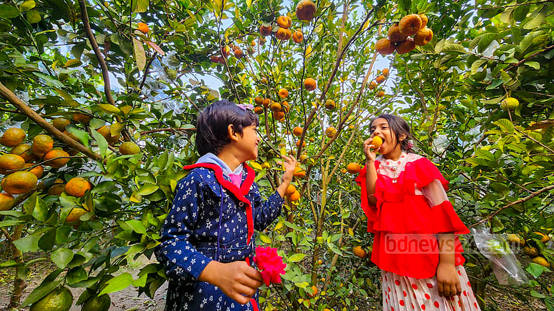 নাটোরের আজিজুর রহমানের মিশ্র ফলের বাগানের গাছ থেকে কমলা ছিঁড়ে খাচ্ছে শিশুরা। গাছ থেকে পাকা কমলা বিনা খরচেই খাওয়ার সুযোগ মিলছে সেখানে।&amp;nbsp;ছবি: তারিকুল হাসান
