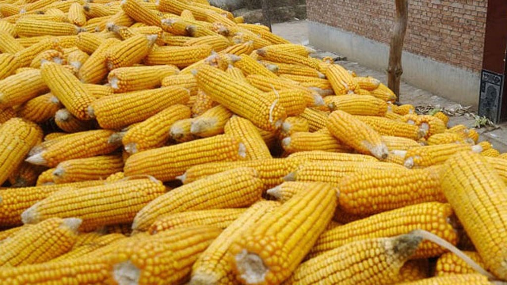 ভুট্টার স্বাস্থ্যোপকারিতা