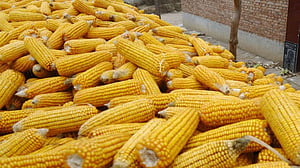 ভুট্টার স্বাস্থ্যোপকারিতা