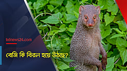 বেজি কি বিরল হয়ে উঠছে?