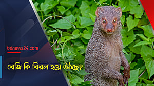 বেজি কি বিরল হয়ে উঠছে?