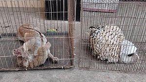 বাইকে করে পাচারের সময় লজ্জাবতী বানর ও পেঁচাসহ গ্রেপ্তার ৪