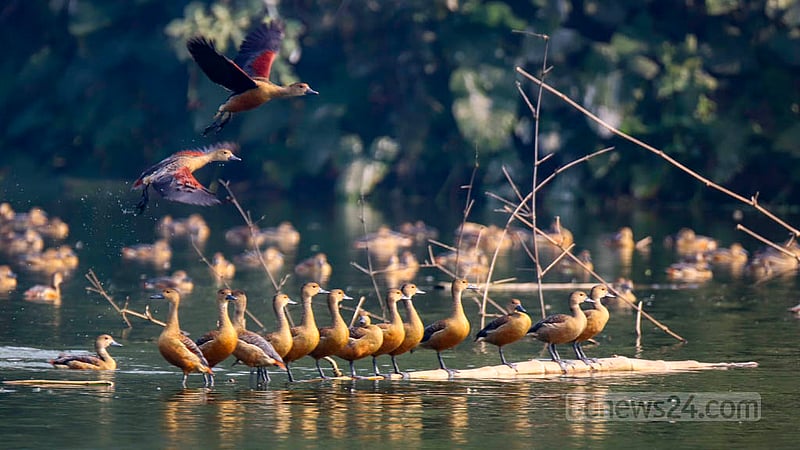 জাহাঙ্গীরনগর বিশ্ববিদ্যালয় ক্যাম্পাসে প্রাণিবিদ্যা বিভাগের বন্যপ্রাণী উদ্ধার কেন্দ্রের লেকে যে অতিথি পাখির দেখা মিলছে, তার মধ্যে অন্যতম হাঁস প্রজাতির পাতি সরালি।&amp;nbsp;ছবি: মাহমুদ জামান অভি