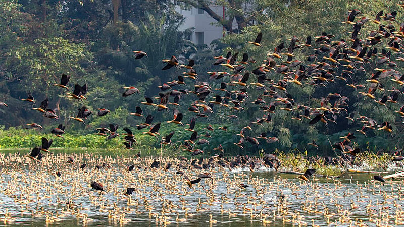 জাহাঙ্গীরনগর বিশ্ববিদ্যালয় ক্যাম্পাসে এবছর অতিথি পাখি আছে শুধু প্রাণিবিদ্যা বিভাগের বন্যপ্রাণী উদ্ধার কেন্দ্রের লেকে, যেখানে সবার যাওয়ার সুযোগ নেই।&amp;nbsp;ছবি: মাহমুদ জামান অভি