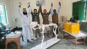 ‘দর্শনার্থী টানতে’ করমজলে মৃত বাঘের কঙ্কাল