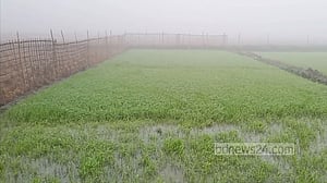 কুড়িগ্রামে হাড় কাঁপানো শীত, বোরো বীজতলা নিয়ে উদ্বেগ