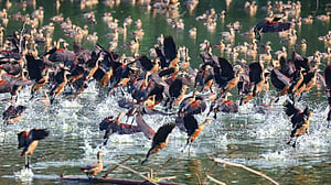 জাহাঙ্গীরনগরে পাখি এবার শুধু নীরব লেকটিতেই