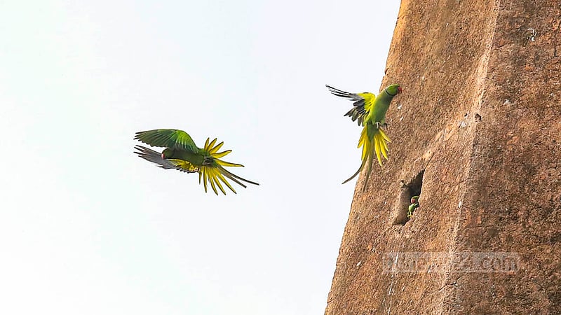 দক্ষিণ কেরাণীগঞ্জের আড়াকুল মঠের ফোকরে সারা বছরই টিয়া পাখি দেখতে পাওয়ার কথা জানিয়েছেন স্থানীয়রা।&amp;nbsp;ছবি: মাহমুদ জামান অভি