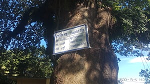 রাঙামাটির '৩০০ বছরের' পুরনো চাপালিশ গাছ