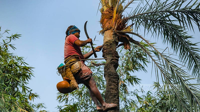 মোশারফ হোসেন দিনের বেলায় যে হাঁড়িগুলো বসান গাছে, রস সংগ্রহ করতে তা মধ্যরাতে তুলে নেন।&amp;nbsp;ছবি: মাহমুদ জামান অভি