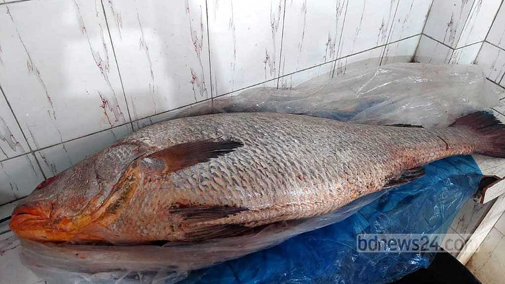 খুলনায় সাড়ে ২৩ কেজির ভোল মাছ, দাম হাঁকাচ্ছে ৮ লাখের বেশি