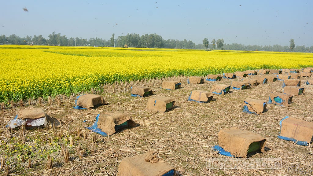 সিরাজগঞ্জে মাঠ হাসছে হলুদ ফুলে, চাষিরা ব্যস্ত মধু সংগ্রহে
