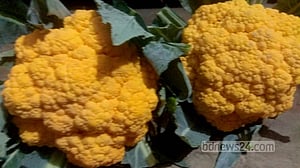 গোলাপি, হলুদ, বেগুনি ফুলকপিতে রঙিন কৃষকের আশা