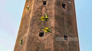 মঠের ফোকরে আবাস টিয়ার