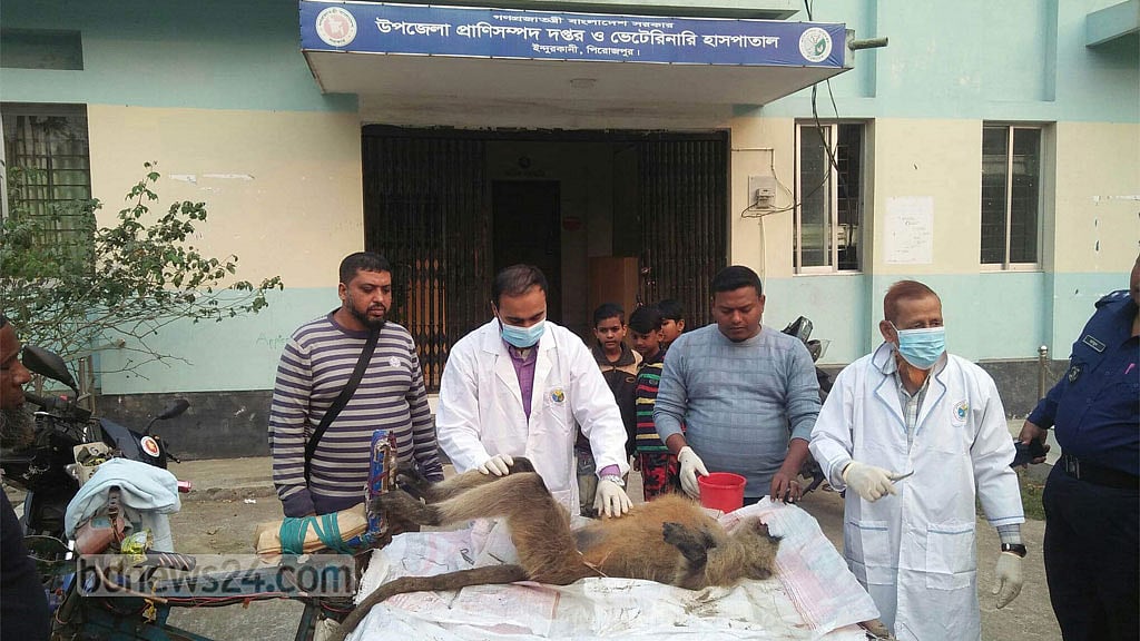 হনুমানটি ‘খাবারের খোঁজে’ লোকালয়ে এসে প্রাণ হারাল