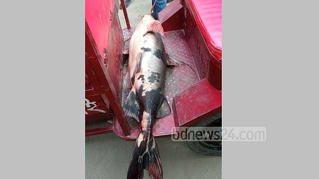 কুড়িগ্রামের চিলমারীতে বাঘাইড় মাছ বিক্রেতাকে জরিমানা