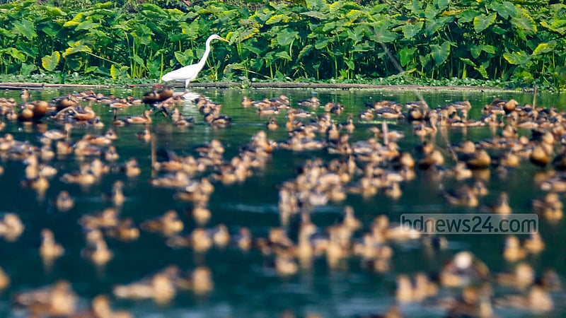 জাহাঙ্গীরনগর বিশ্ববিদ্যালয়ের প্রাণিবিদ্যা বিভাগের বন্যপ্রাণী উদ্ধার কেন্দ্রের লেকের পানিতে মাছ খুঁজছে একটি সাদা বক।&amp;nbsp;ছবি: মাহমুদ জামান অভি