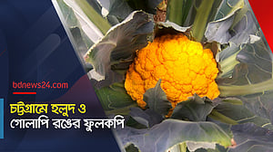 চট্টগ্রামে হলুদ ও গোলাপি রঙের ফুলকপি