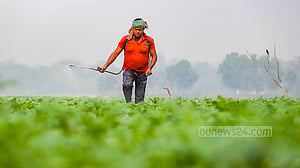 বৈরী আবহাওয়ার প্রভাব ফসলের মাঠে