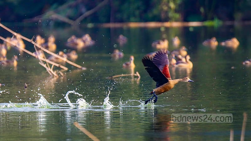 জাহাঙ্গীরনগর বিশ্ববিদ্যালয়ের প্রাণিবিদ্যা বিভাগের বন্যপ্রাণী উদ্ধার কেন্দ্রের লেকের পানিতে ঘুরে বেড়াচ্ছে পাতি সরালি পাখি।&amp;nbsp;ছবি: মাহমুদ জামান অভি