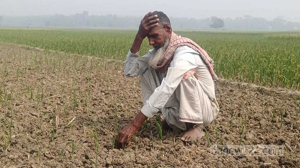 ভেজাল বীজে রাজবাড়ীর হাজারো পেঁয়াজ চাষির মাথায় হাত