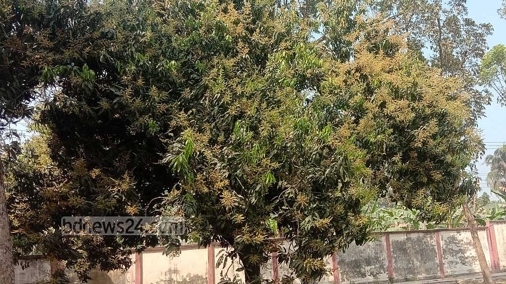 শার্শার গাছে গাছে আমের মুকুলে আশা চাষিদের