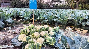 কোটালীপাড়ায় ‘বিষমুক্ত’ ফুলকপির চাষ