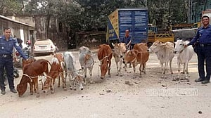 ময়মনসিংহে ১০ চোরাই গরুসহ যুবক গ্রেপ্তার