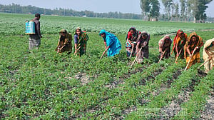 তিস্তার বালুচরে ফসলের সবুজ ঢেউ