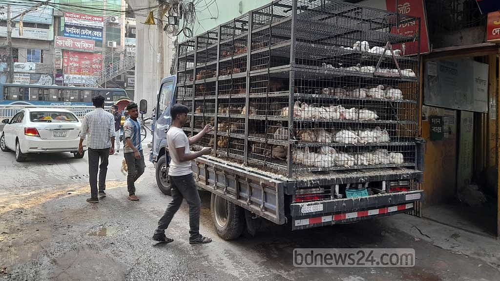 ব্রয়লার মুরগি এক লাফে ২৩০, ডিমের হালি ৫০ টাকা