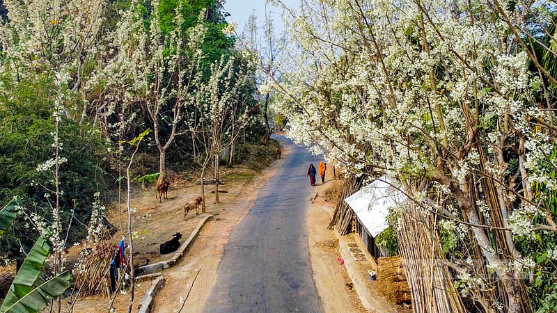 খাগড়াছড়ি জেলার দীঘিনালায় সাজেক সড়কের একটি অংশের দুই পাশ সাদায় ছেয়ে গেছে সজনে গাছের ফুলে। ছবি: সমির মল্লিক