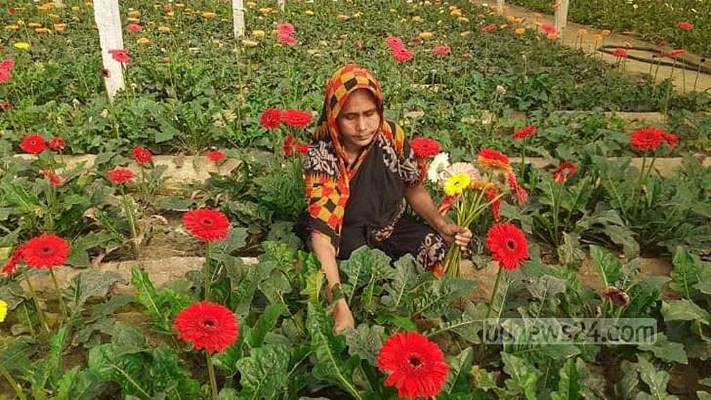 গদখালির ‘ফুলরাজ্য’: চাষ বেড়েছে ১০ শতাংশ, দ্বিগুণ বিক্রির আশা