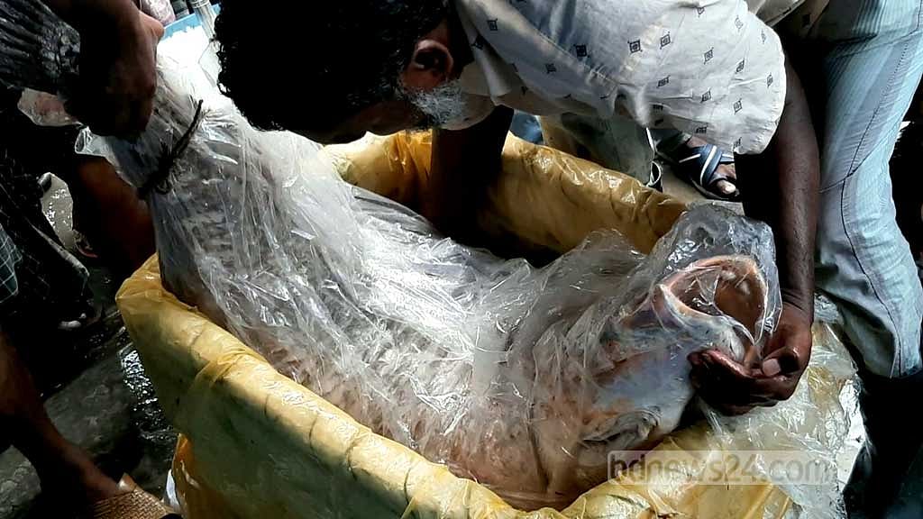 দুই ভোল মাছ বিক্রি হল সাড়ে ১৮ লাখ টাকায়
