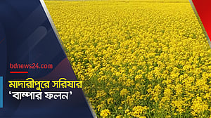 মাদারীপুরে সরিষার 'বাম্পার ফলন'