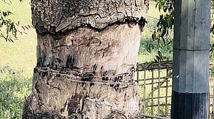 খাগড়াছড়িতে ছাল তুলে ফেলায় মরছে গাছ, অভিযোগ বিদ্যুৎ বিভাগের দিকে