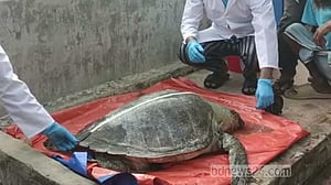 কক্সবাজার সৈকতে মৃত মা কচ্ছপ উদ্ধার