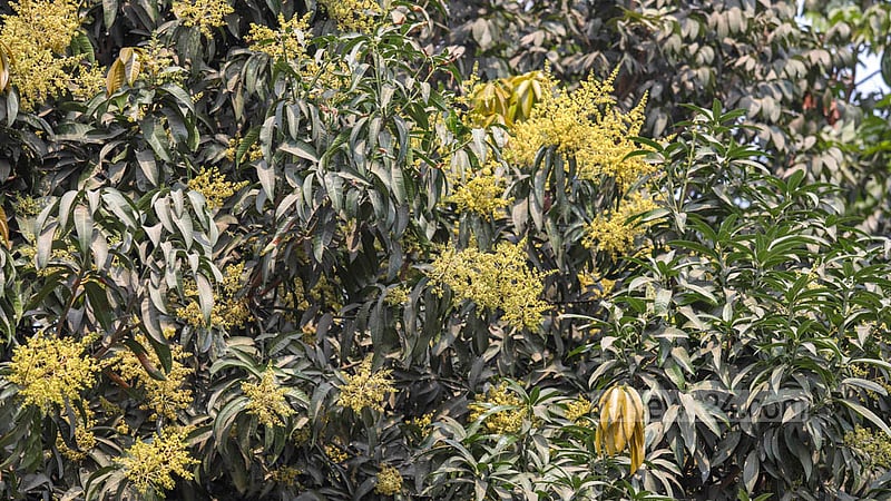 ঢাকার হাতিরঝিলে নানা গাছ রয়েছে, তার মধ্যে আছে আম গাছও।&amp;nbsp;ছবি: মাহমুদ জামান অভি