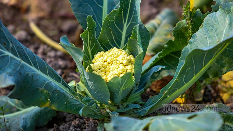 সিরাজদিখানের ইমামগঞ্জে এবার ফলন ভালো হলেও কখনও শৈত্যপ্রবাহ, কখনও রোদ এমন আবহাওয়ার কারণে ক্ষেতেই নষ্ট হয়েছে অনেক ফুলকপি; কৃষক বলছেন এবার পোকার আক্রমণের&amp;nbsp; মুখেও পড়েছেন তারা।&amp;nbsp;ছবি: মাহমুদ জামান অভি