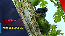 পাখি সব করে রব
