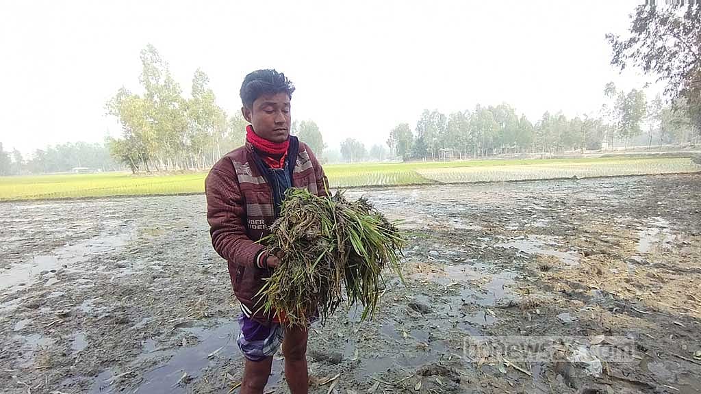 কুড়িগ্রামে ধানের চারা উপড়ে ফেলেছে প্রতিপক্ষ