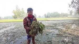 কুড়িগ্রামে ধানের চারা উপড়ে ফেলেছে প্রতিপক্ষ