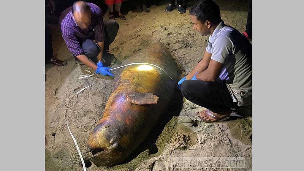 কক্সবাজার সমুদ্র সৈকতে মৃত ‘ইরাবতী’ ডলফিন