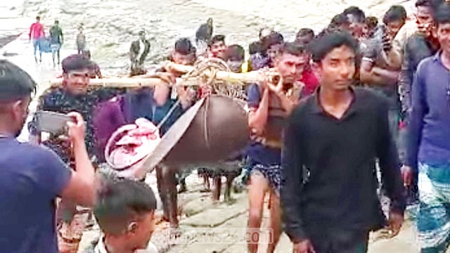 ১৫০ কেজির শাপলা পাতা মাছ বিক্রি হলো ২৮ হাজারে