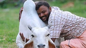 ১৪ ফেব্রুয়ারি ‘গরুকে আলিঙ্গন দিবস’ পালনের ডাক, পরে প্রত্যাহার