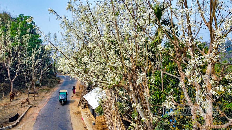 খাগড়াছড়ি জেলার দীঘিনালায় সাজেক সড়কের একটি অংশের দুই পাশ সাদায় ছেয়ে গেছে সজনে গাছের ফুলে। ছবি: সমির মল্লিক