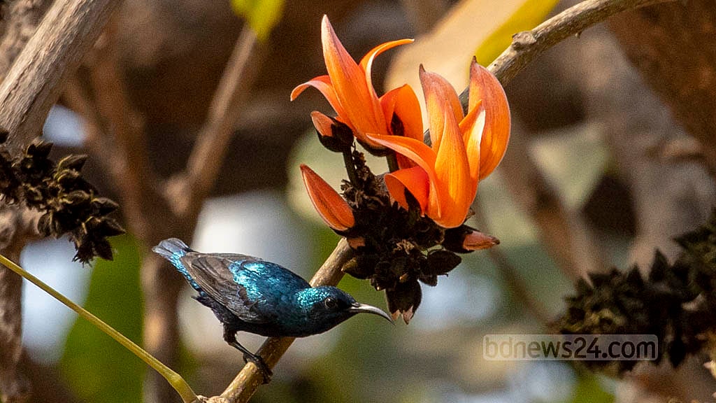 পহেলা ফাল্গুনে আকাশ মেঘলা হবে, তবে বৃষ্টির আভাস নেই